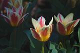 Red-White Tulips_48075